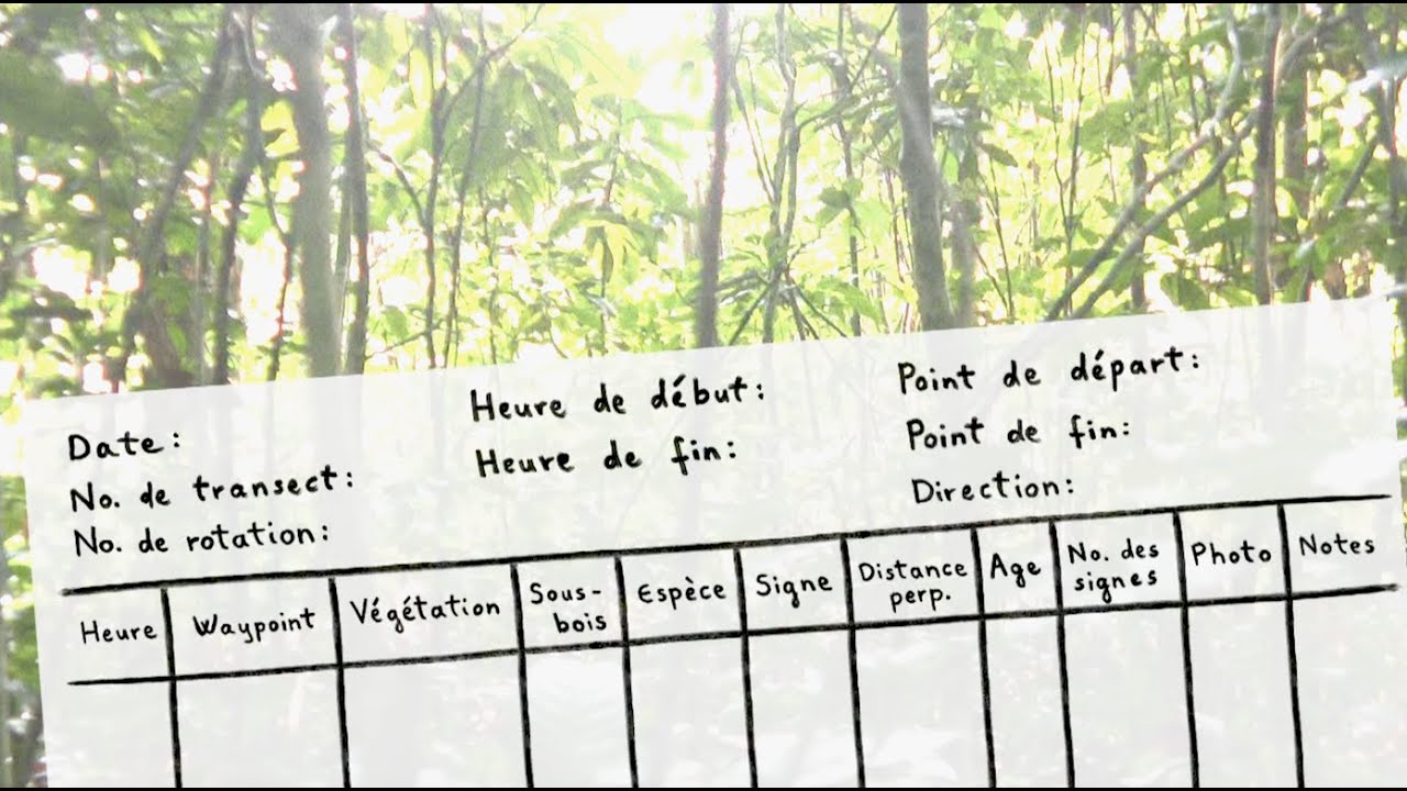 Film de formation sur la méthode de transect linéaire