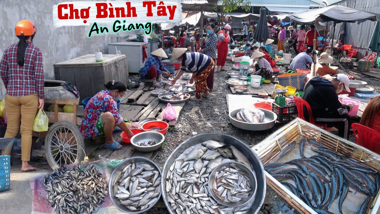 Quá Nhiều Cá Đồng Giá Rẻ Chợ Bình Tây Phú Tân An Giang