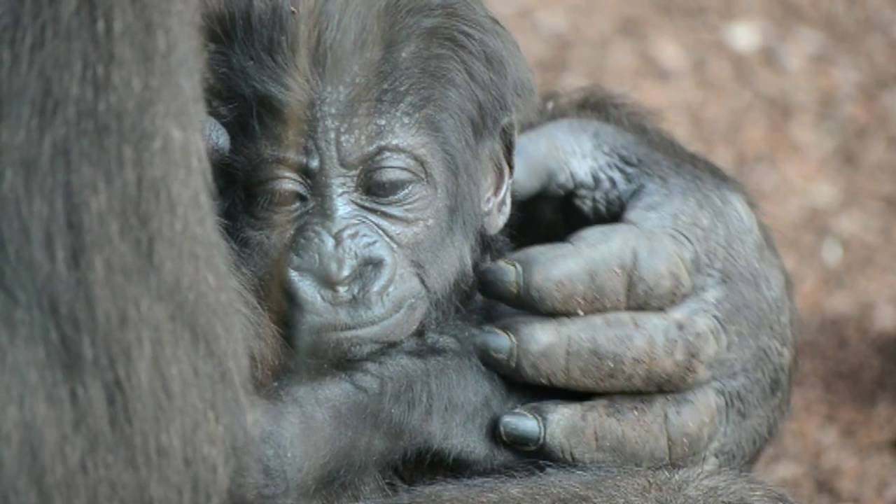 El grupo reproductor de gorilas de BIOPARC da la bienvenida a una nueva hembra