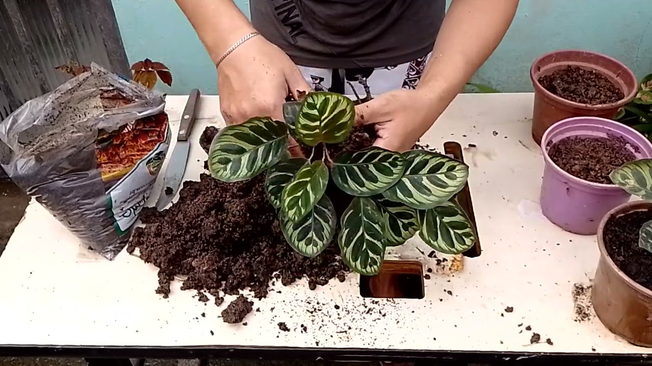 Como fazer mudas de Maranta Pavão Passo a passo rápido e simples