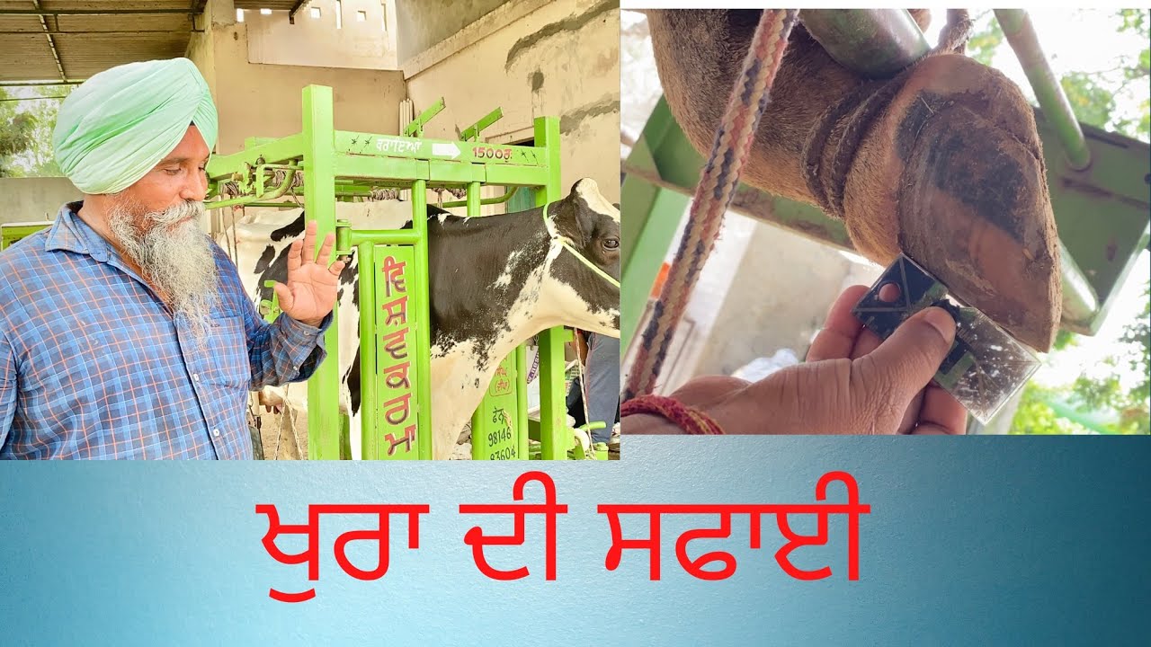BEFORE AND AFTER HOOF RESTORATION AULAKH DAIRY FARM MUST WATCH | INDIA | PUNJAB | BATHINDA