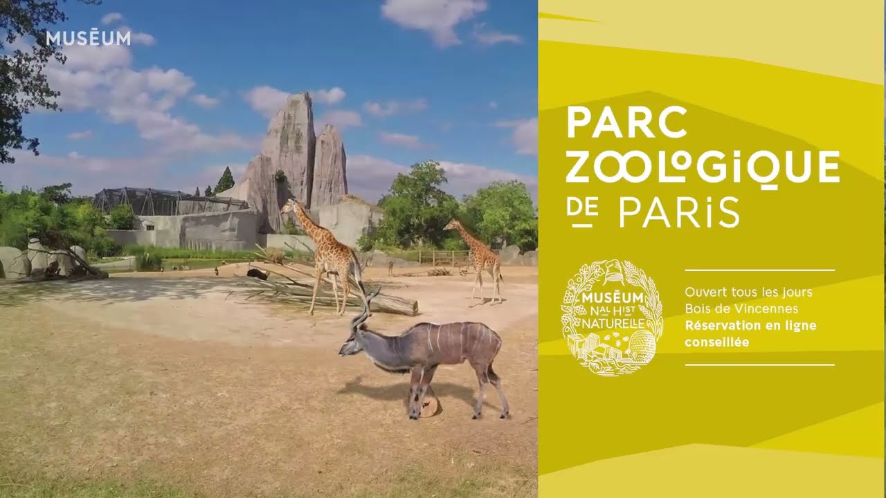La nouvelle saison d&eacute;marre au Parc zoologique de Paris ! 🦒
