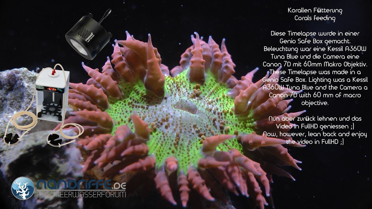 Korallen F&uuml;tterung - Corals Feeding Timelapse