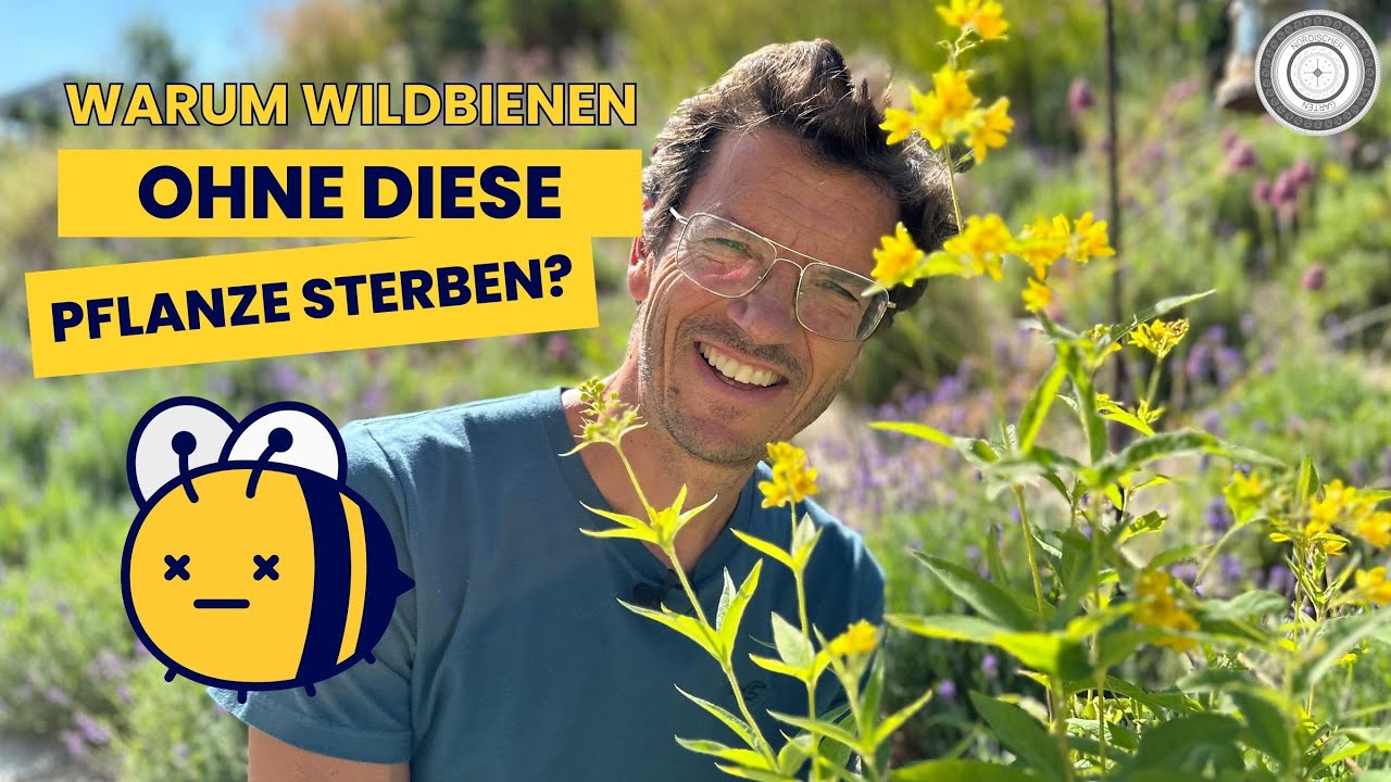 WILDBIENENMAGNET - Lysimachia vulgaris - Gewöhnlicher Gilbweiderich, Wildbienen FÖRDERN