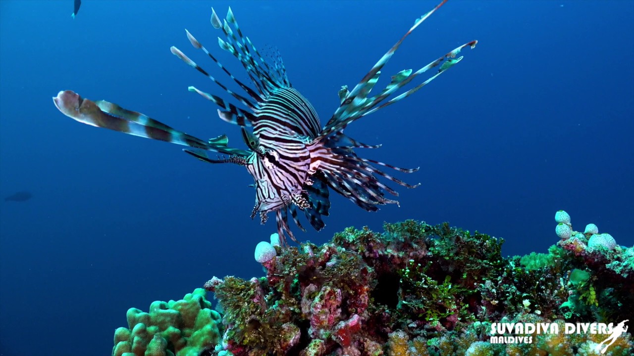 DIVING AT KOODDOO | SUVADIVA DIVERS | MERCURE MALDIVES KOODDOO