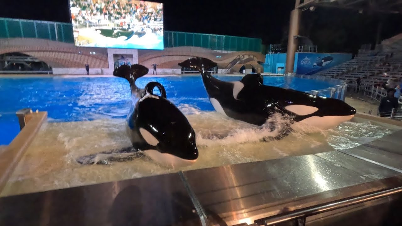 #orca show @SeaWorld best seats in the stadium