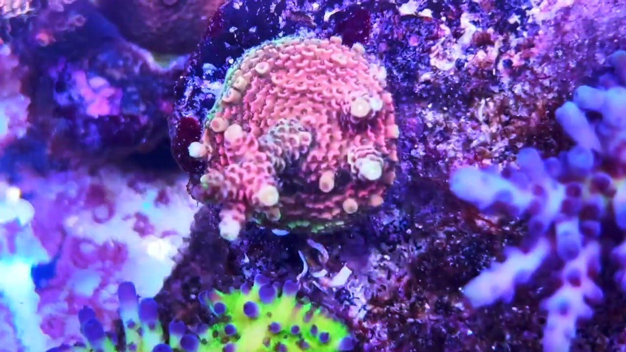 UPDATE REEF TANK , Tang looks bad , Corals need N