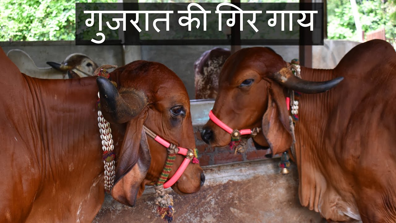 गुजरात की गिर गाय | Pure breed Gir cow from Gujarat