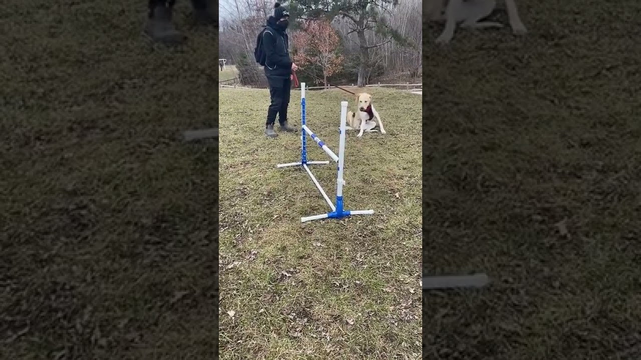 #dogtraining #dogtrainer #dogsoftiktokviral #lab #labsoftiktok #dogtok #reactivedog #react...