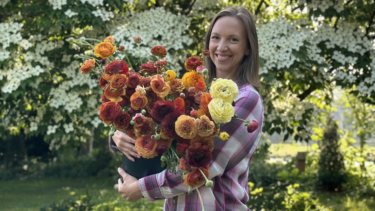 Ranunculus Growing Guide!! When & How to Soak, Pre-Sprout, Plant, Space, & Harvest Ranunculus Corms