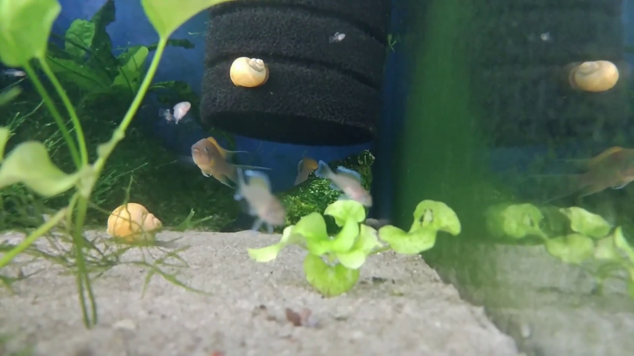 Neolamprologus pulcher “daffodil” spawning