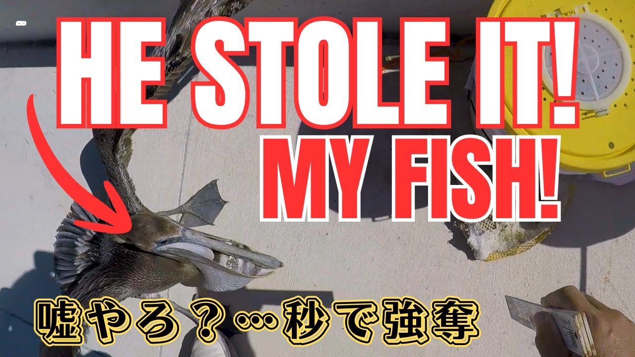 釣った魚を食ったペリカンを追跡！必死の奪還劇がもはや格闘技だった件｜Fought a Pelican for my Fish! (Pass-a-Grille, FL)