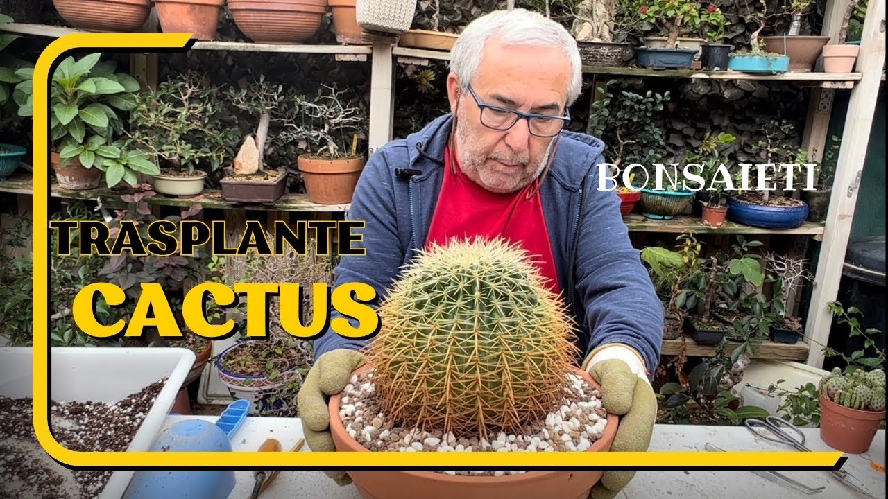 🌵  TRASPLANTE Cactus