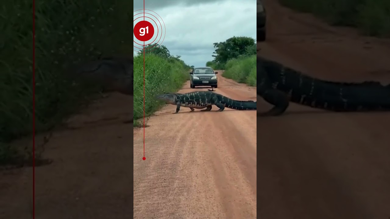 Jacar&eacute; de 4 metros para o tr&acirc;nsito e impressiona motoristas em estrada #shorts