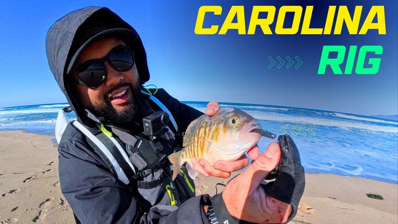 Surf Perch Fishing In Depth with the Carolina Rig