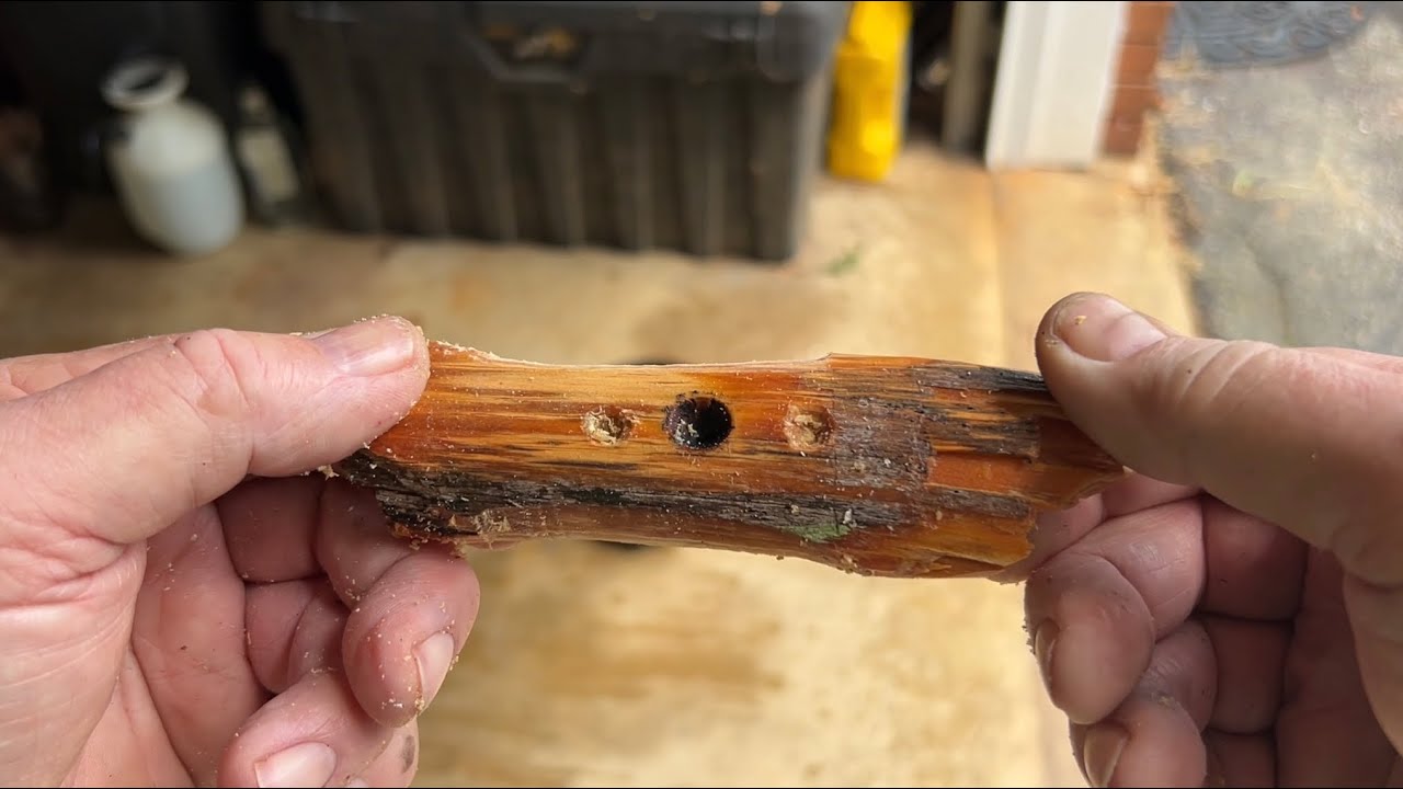 Fatwood Bow Drill Bearing Block, Its Other Use