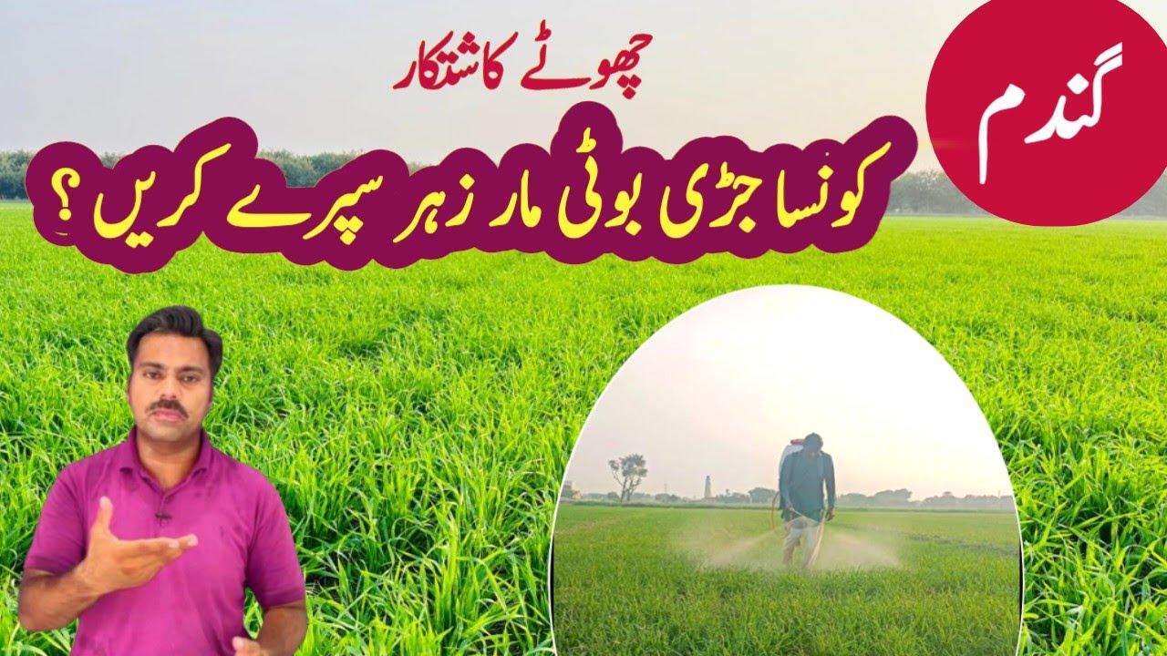 Low stress weedicides for wheat crop | Abid Ali Agrarian