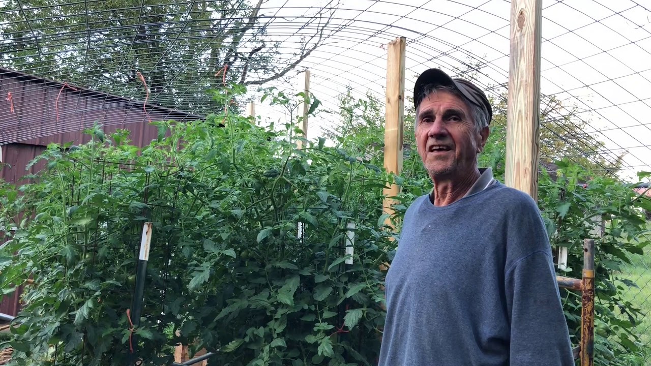 Protecting Tomato Plants from Frost