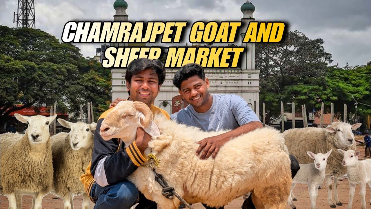 Bangalore Chamrajpet sheep Market 2025 full detail video with prices