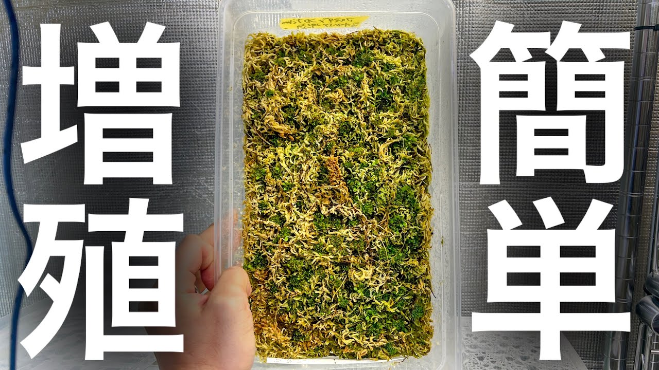 【胞子培養】水苔植えのメリット知ってる...？【ビカクシダ】