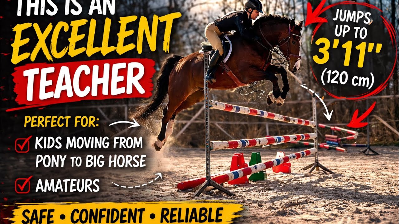 *TOP SCHOOLMASTER*TRAVI, 2014, gelding by Jimtown (Darco) @ANSporthorses 