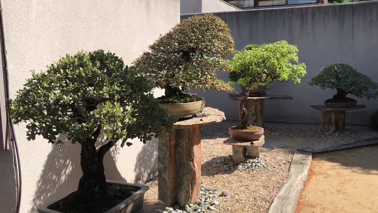 Luis Vallejo Estudio Bonsai 2017