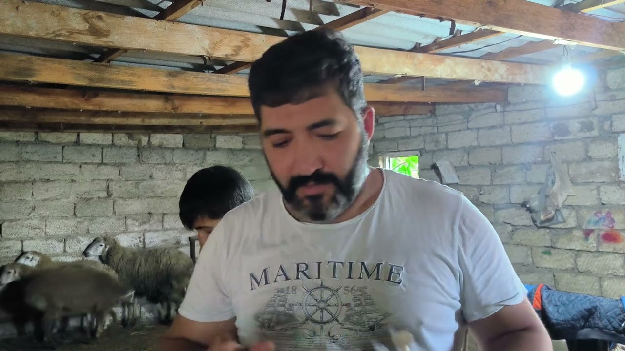 Quzulara dərman necə verilir. Alben plus