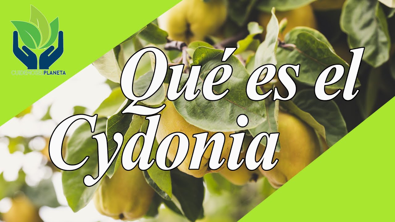 Cydonia: tipos, características, cultivo...