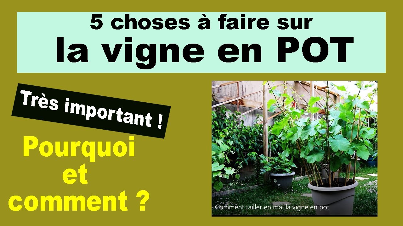 Comment tailler en mai la vigne en pot