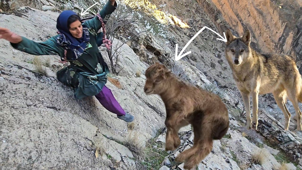 Esmat's Adventure to Save a Sheep and the Hardships of Life in the Zagros Mountains 🏔️🐑🐺🐺