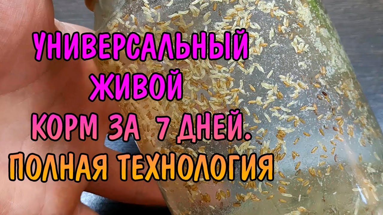 УНИВЕРСАЛЬНЫЙ ЖИВОЙ КОРМ ЗА 7 ДНЕЙ. ПОЛНАЯ ТЕХНОЛОГИЯ