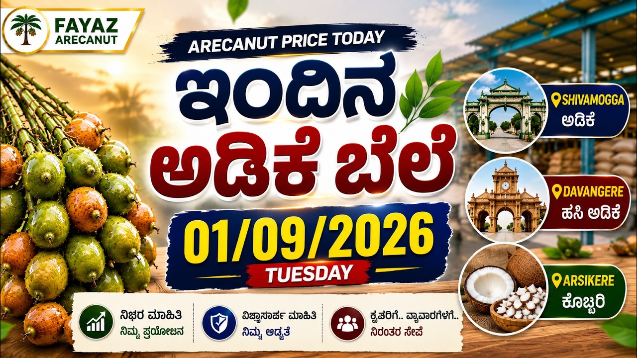 Arecanut Price Today | Today's Arecanut Price | SHIVAMOGGA, DAVANGERE & ARSIKERE | 1 September 2026