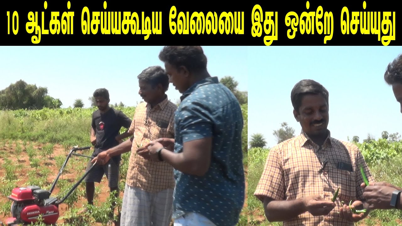 ஆடிமாதத்தில் 120ரூபாய் கிலோ  ஏக்கருக்கு 20டன் மகசூல்