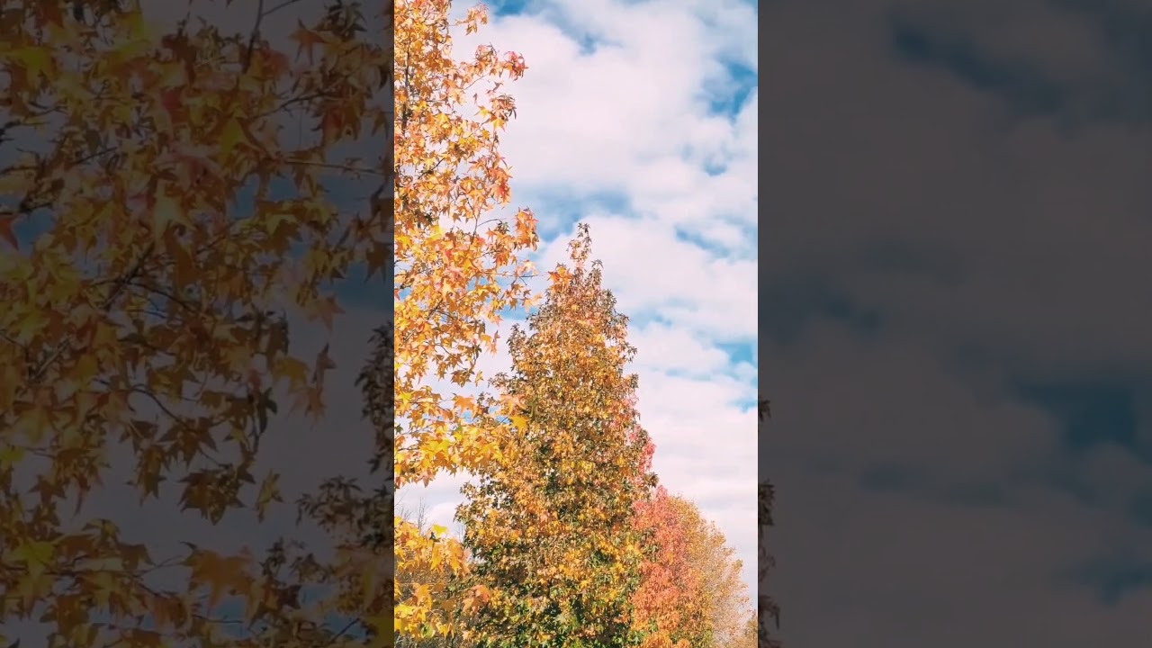 Outono em Portugal 🍁🍂 (2023) #brasileirospelomundo #europa #portugal #viajar #brasileirosemportugal