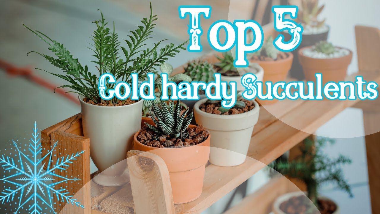 ❄️🌵☃️Top 5 cold hardy succulents that can take up to -20°C🪴