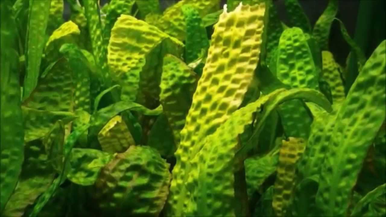 Cryptocoryne hudoroi  From Hans Barth Dessau 1996