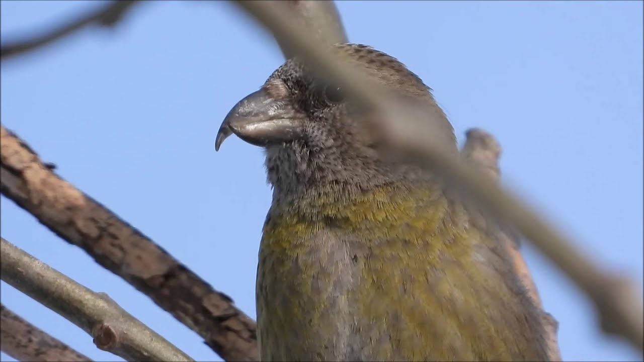 Vogelbeobachtung an der Rott - Winter 2021