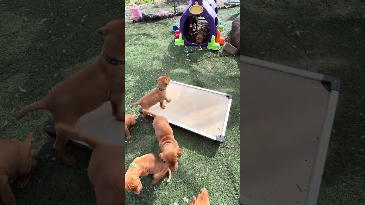 Daisy’s pups 3/3