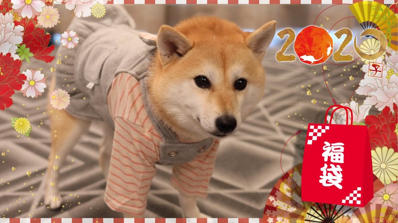 今年の福袋は大当たり！？可愛い服満載の犬用福袋開けてみた！