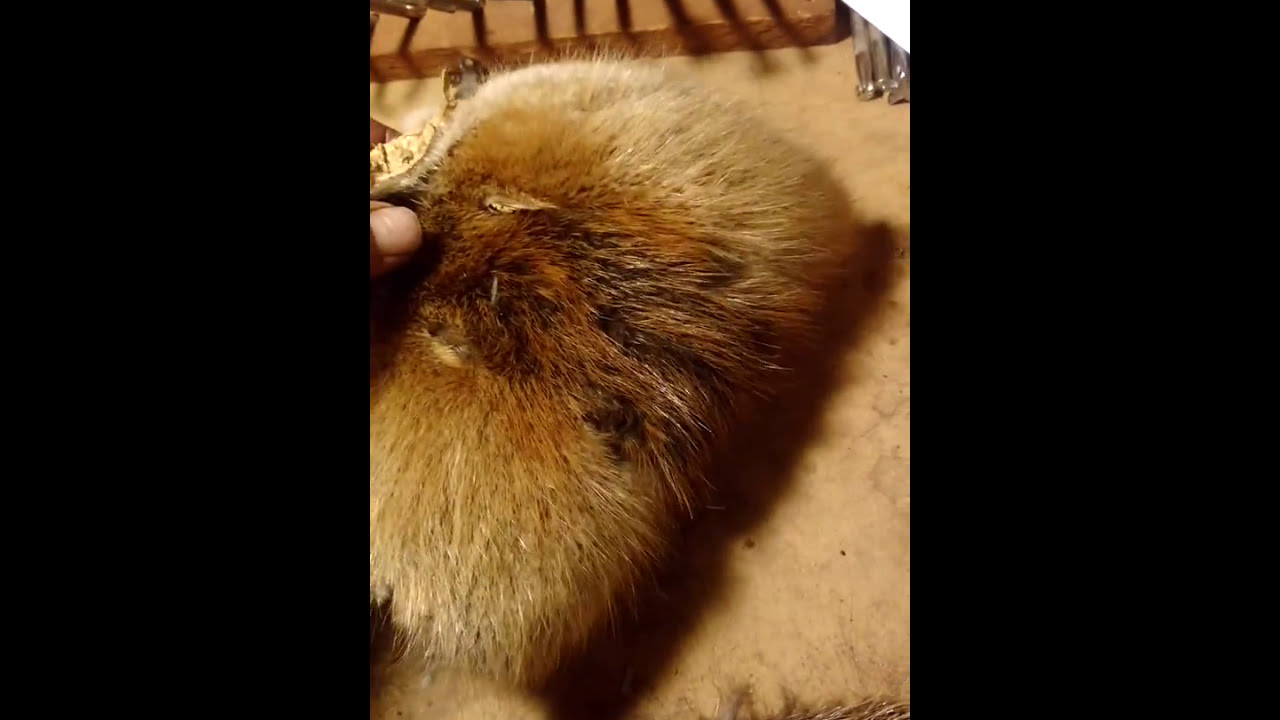 How to make a Beaver fur Hat part 2