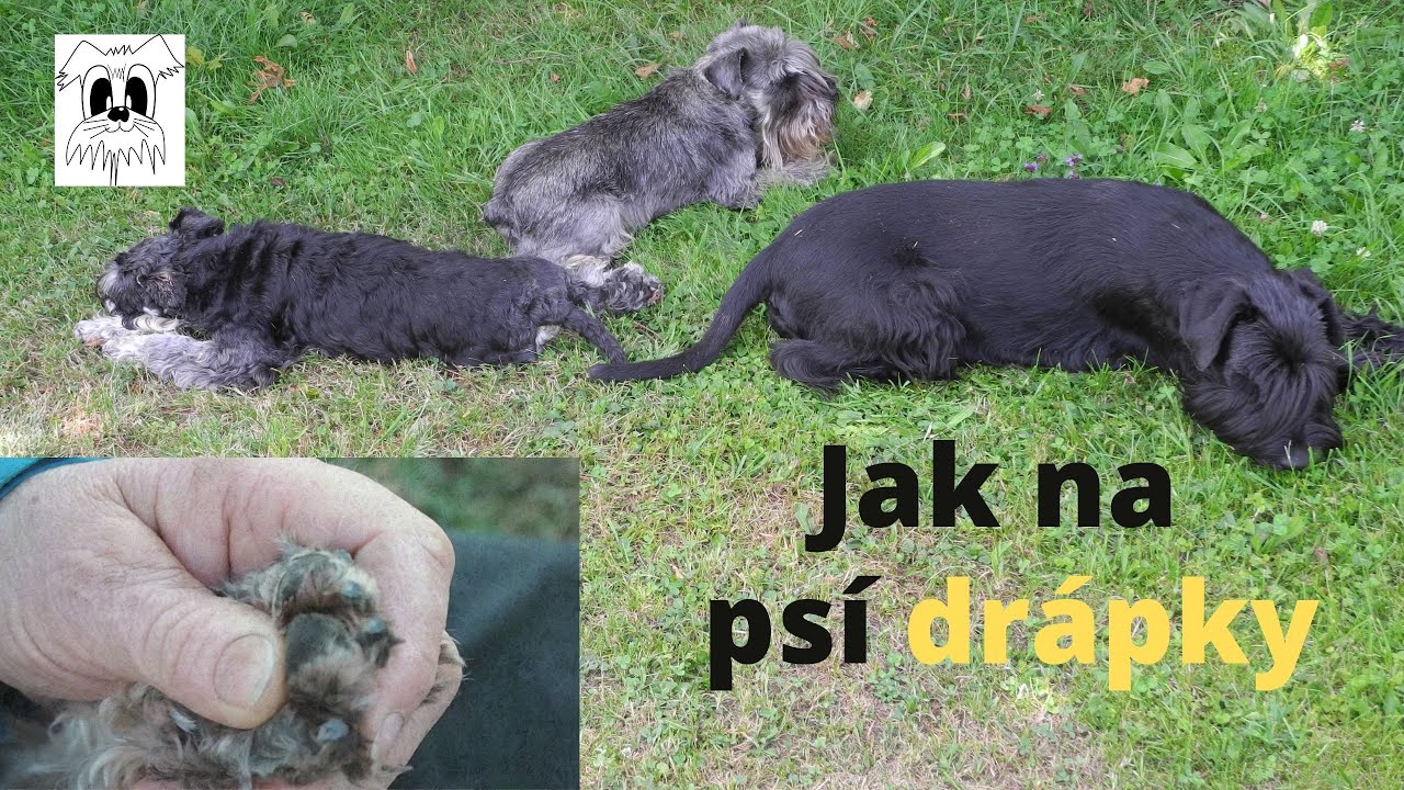Jak zkrátit psovi drápky pilníkem, když nechci používat kleštičky| Dog Hill Smederov