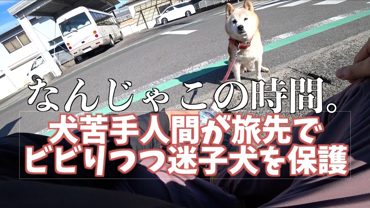 バイク旅の予算＝ch登録者数×1円！ #2 「犬苦手だけど旅先で轢かれかねない迷い犬を保護」Kawasaki W650