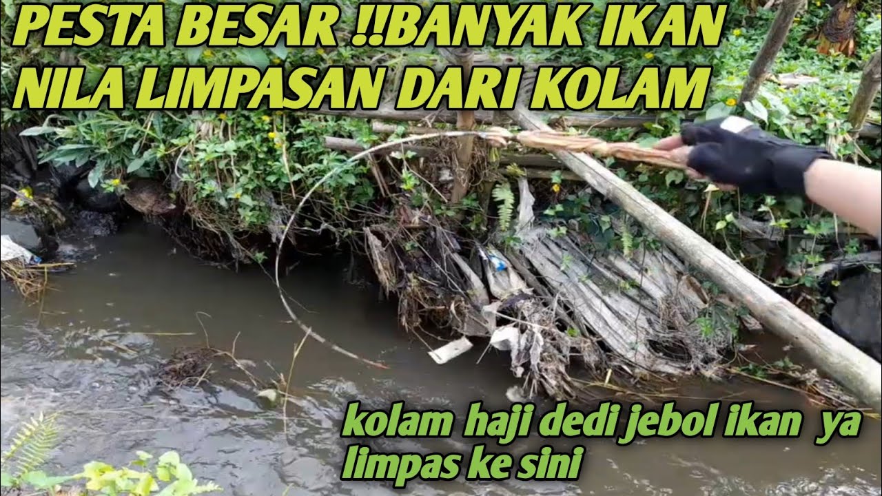 Subhanlloh ini rejeki banyak sekali ikan limpasan kolam auto pesta pora 