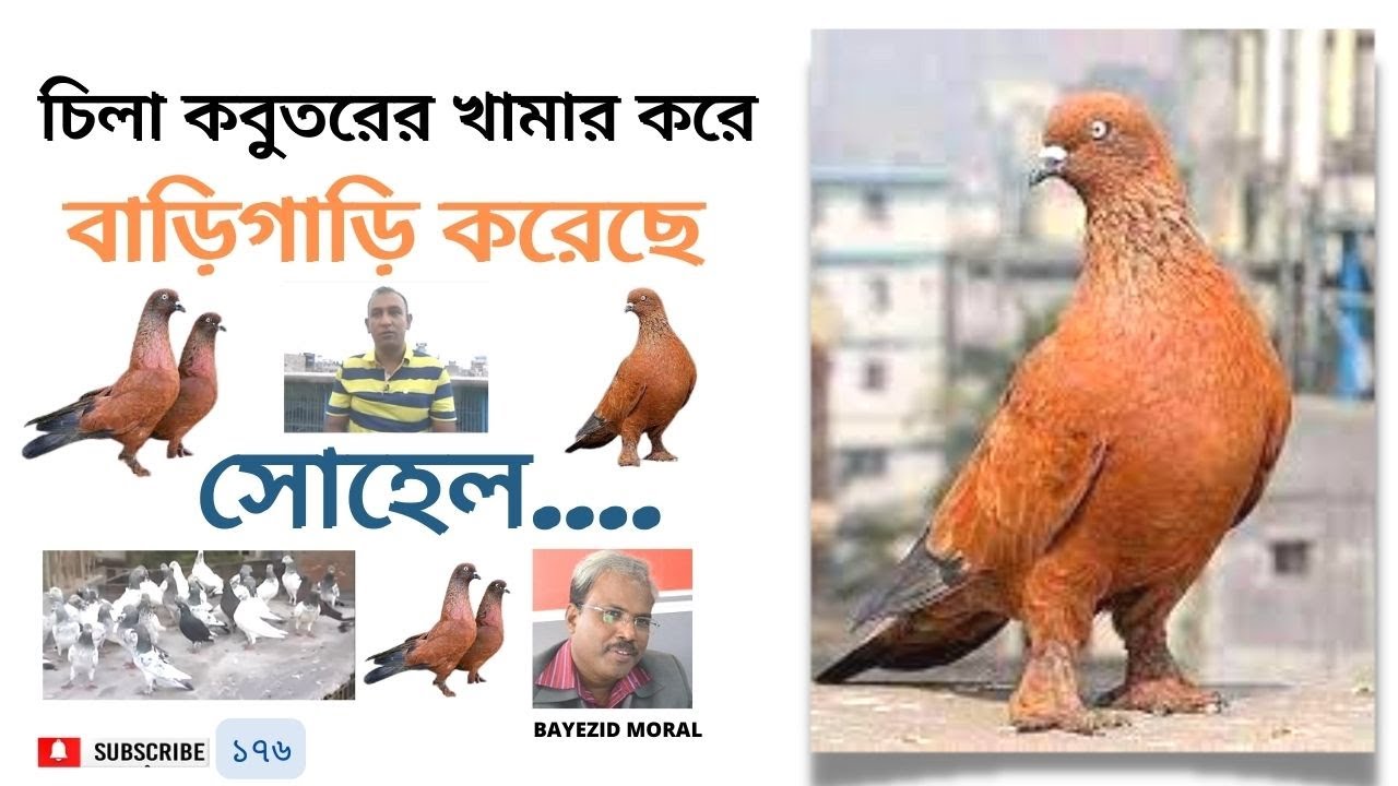 চিলা কবুতরের খামার | বাড়ী গাড়ী করেছে আরমানি টোলার আরফান | Exclusive pigeon farm | कबूतर फार्म