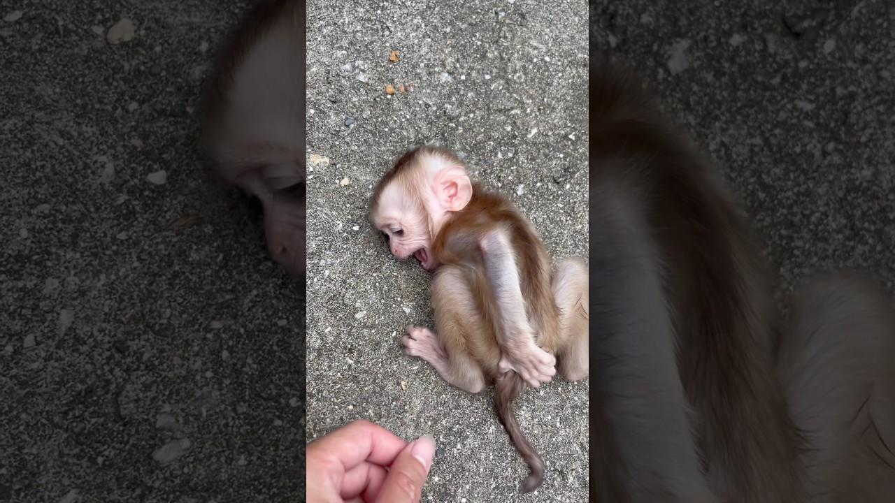 How can I help my baby monkey get rid of this bad habit? Please help me.!!#monkey