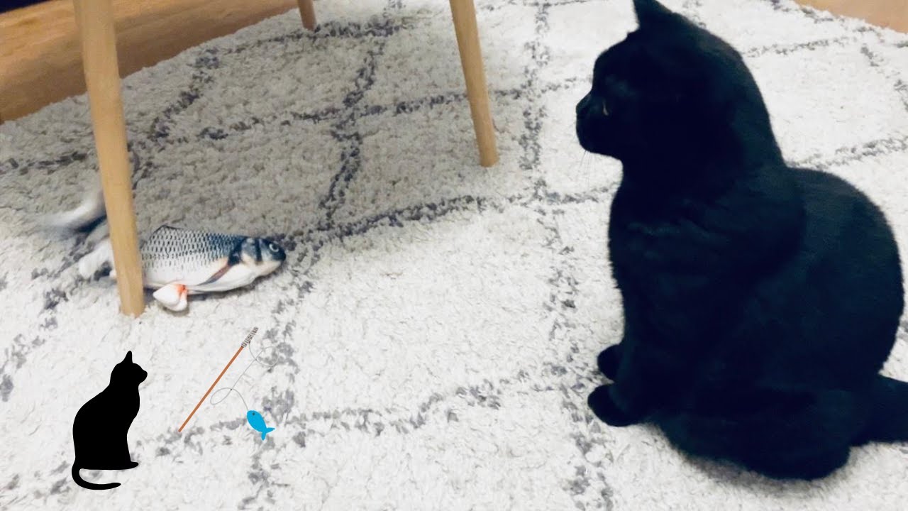 Cat's Reaction to a Moving Fish Toy   動く魚のおもちゃを買ってもらった猫の反応