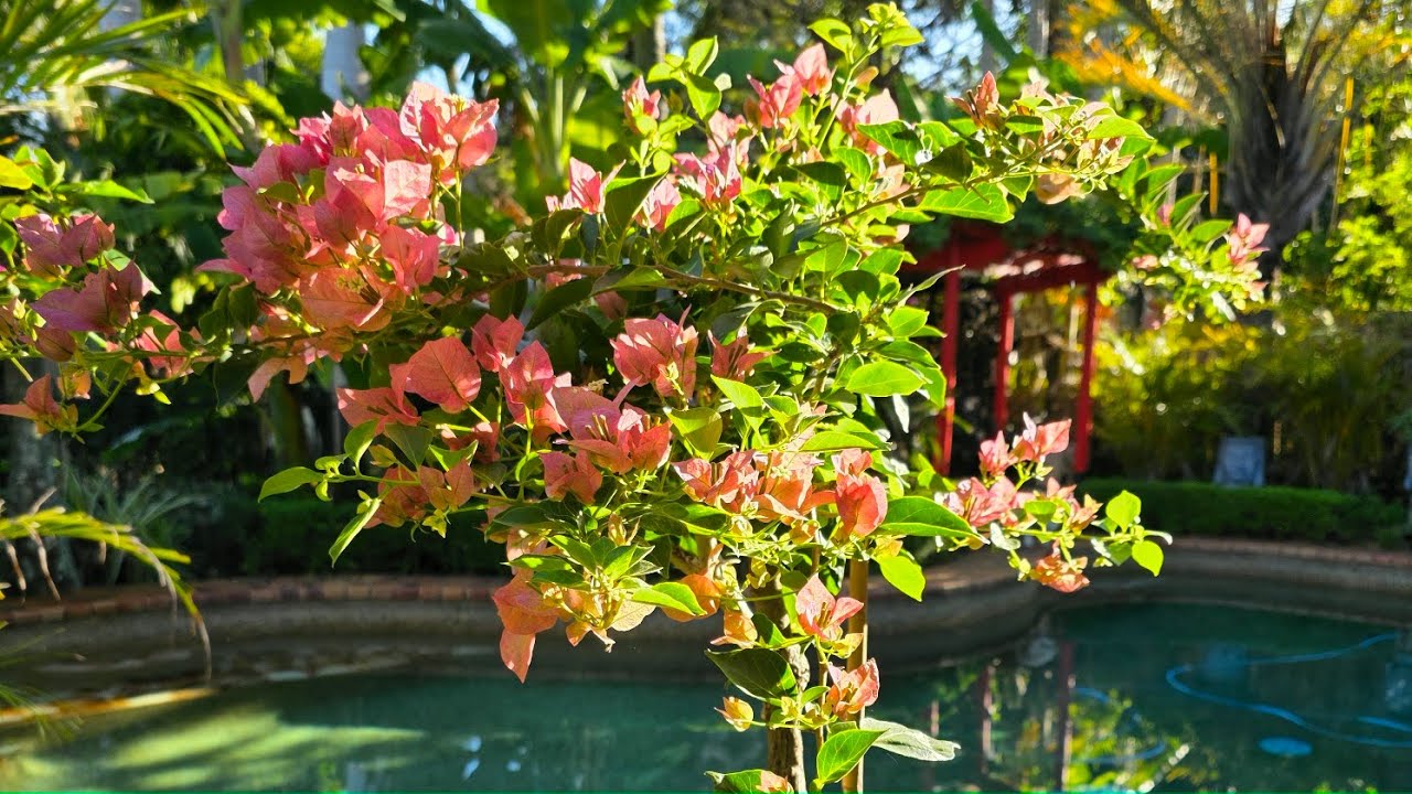 Juliet Shooter is live! Beautiful Day / Gardening Time