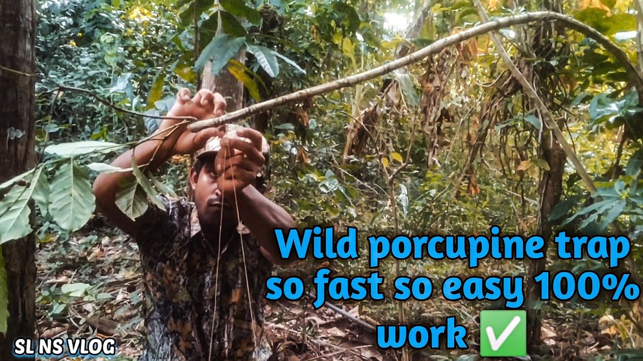 Wild porcupine trap so fast so easy 100% work ✅
