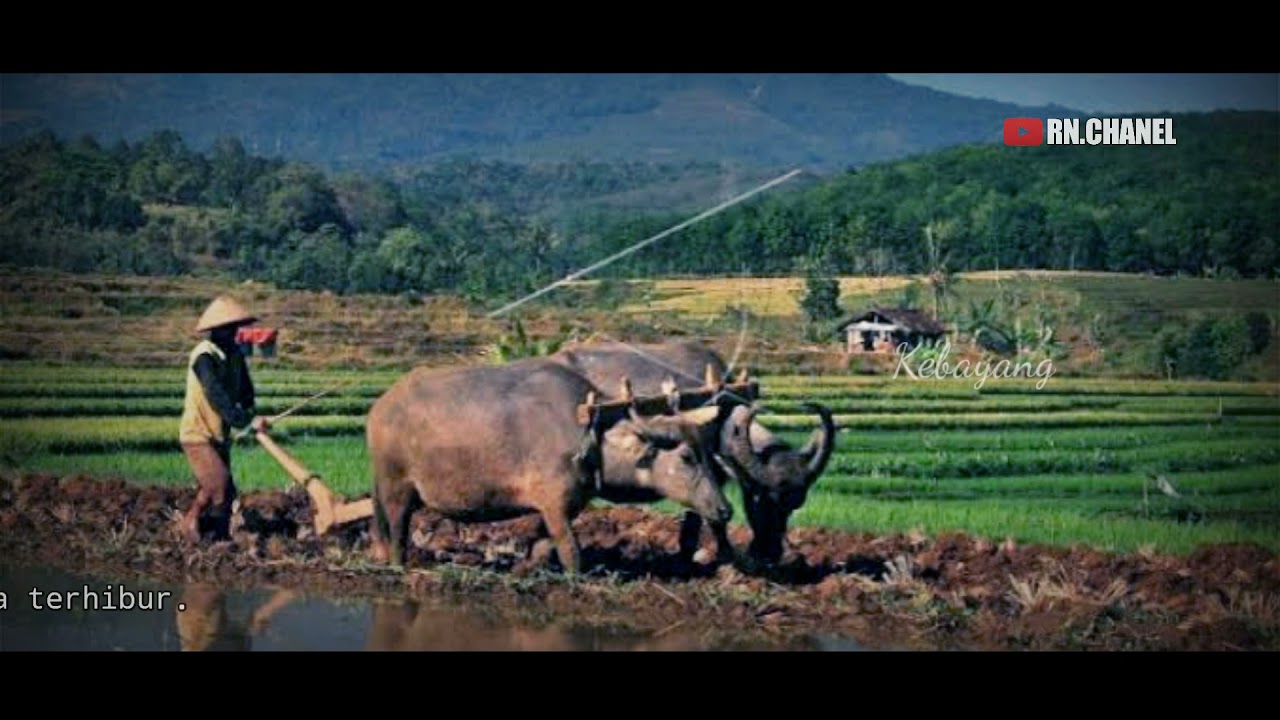 Cover Kebayang ( lirik tengdung)