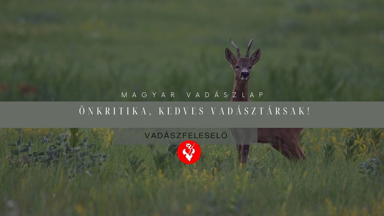 Vadászfeleselő 4/4.- Önkritika, kedves Vadásztársak!